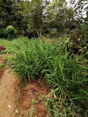 去菜地挖生姜（去菜地挖生姜好不好）