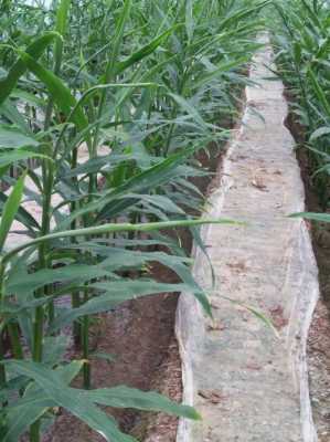 生姜插枝（生姜栽培枝術(shù)和管理）