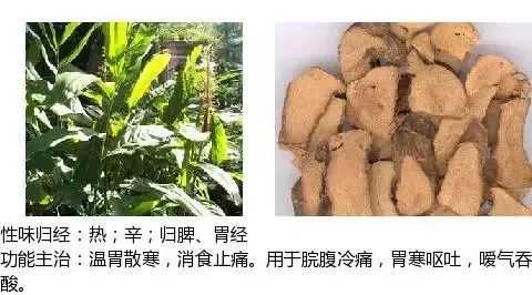 附子木香生姜（附子和木香合用的功效）-圖2