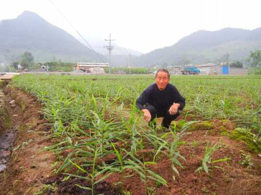 廣西生姜脫毒種苗推廣方案（廣西生姜脫毒種苗推廣方案公示）-圖2