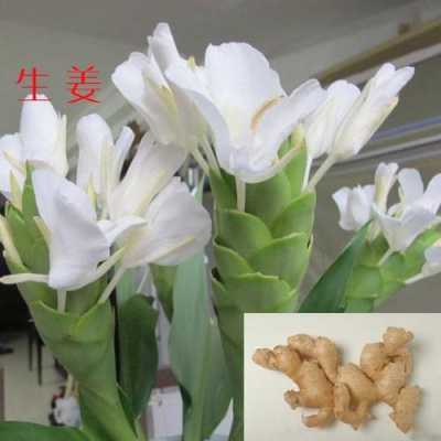 花錢(qián)生姜作用（生姜花的用處）