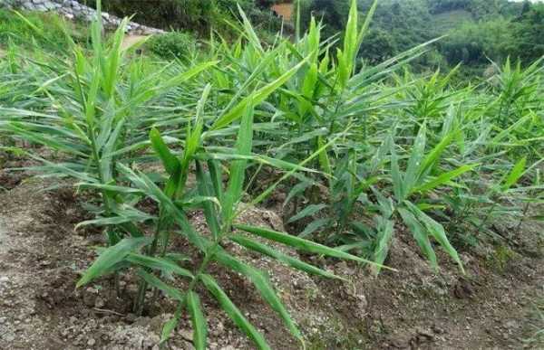 種生姜如何管理生姜生長全過程（生姜的種植管理辦法）