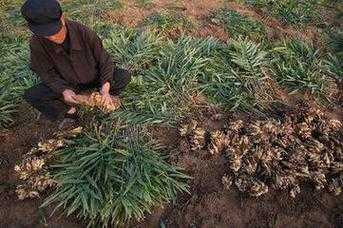 怎樣砍生姜（生姜怎么切塊播種）