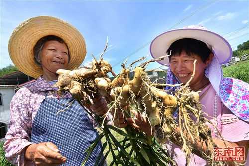 脫貧生姜記者（新聞脫貧致富）-圖2