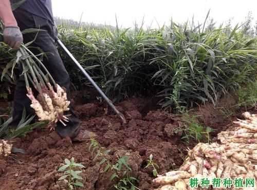 生姜含量測定計算公式原理（生姜的含水量是多少）-圖1