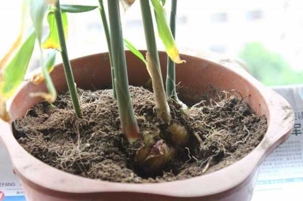 生姜陽臺栽培技術(shù)（生姜陽臺種植技術(shù)）