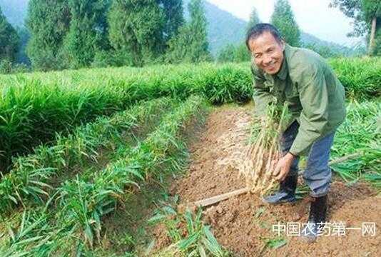 樂業(yè)生姜地（生姜地膜高產栽培技術）-圖1