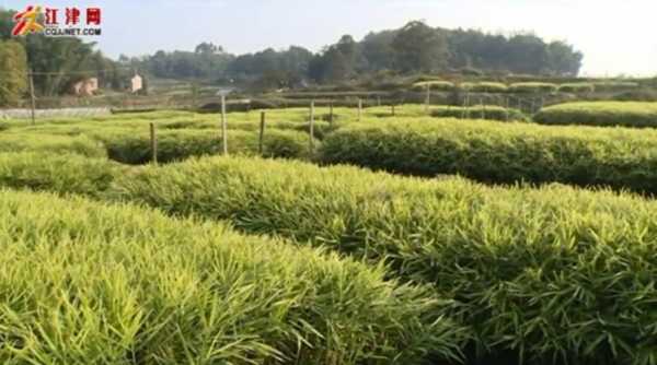 江津生姜基地（重慶江津生姜生產(chǎn)基地在哪里）