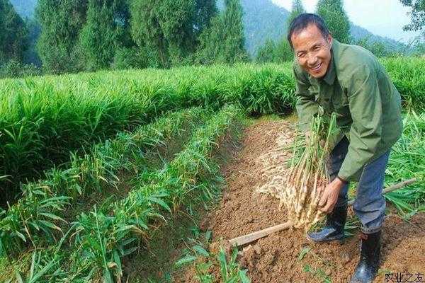 生姜打洞種植（種植生姜要打頂嗎）-圖3