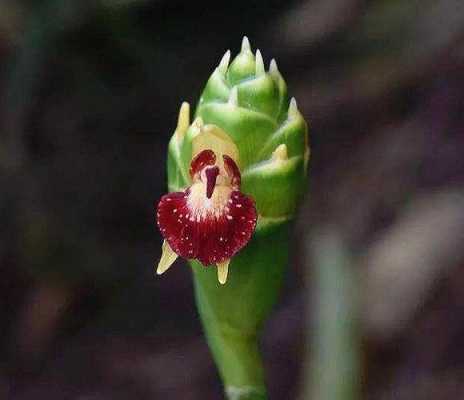 生姜開(kāi)花迷信（生姜開(kāi)花有什么寓意）