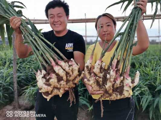 王大偉生姜的簡單介紹