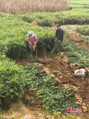 生姜大片種植技術(shù)（生姜大片種植技術(shù)視頻）