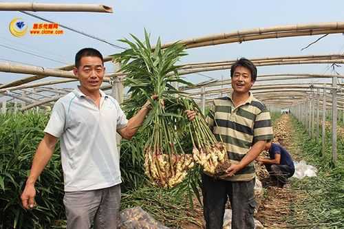 紅河生姜基地（紅河州哪里賣姜種）