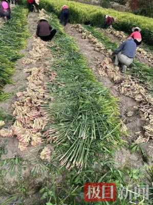 六盤水市生姜種植面積（六盤水市生姜種植面積多少）-圖3