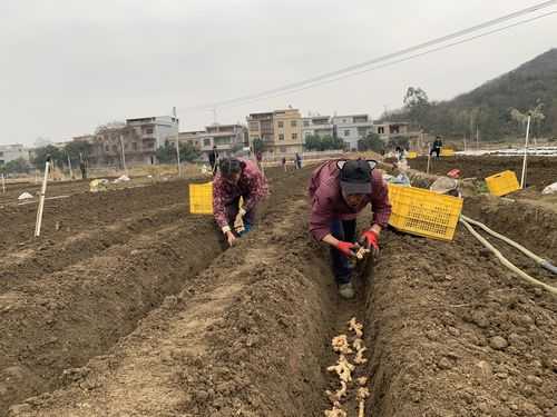 地膜種生姜（地膜種生姜視頻）-圖2