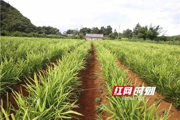 永州種植生姜（湖南生姜種植基地）