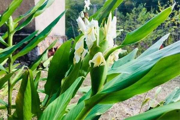 花蕾生姜（生姜花的功效與作用及食用方法）