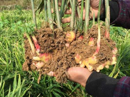 生姜種植標簽圖片（生姜種植的圖片）-圖1