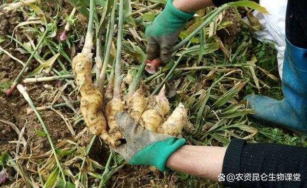 種植生姜有毒（種植生姜容易得什么?。? />
        </a>
    </div>
    <div   id=