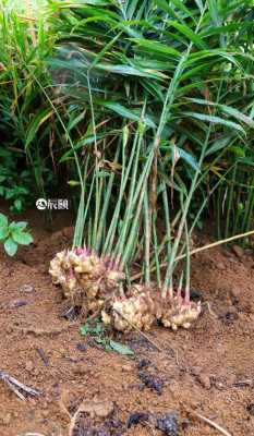 生姜植物形態(tài)（生姜的植物學(xué)特征）