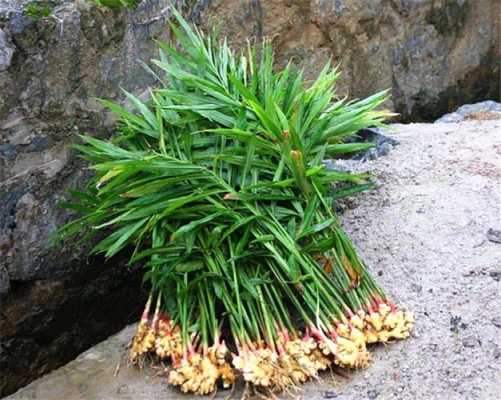 生姜植物形態(tài)（生姜的植物學特征）-圖2