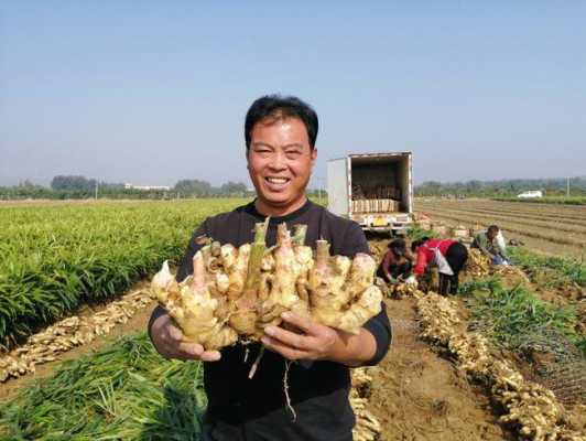 平度生姜協(xié)會（山東平度生姜種植基地）-圖3