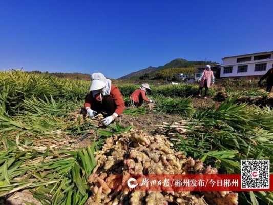 汝城生姜長勢（汝城縣馬橋生姜的大約畝產(chǎn)）-圖2