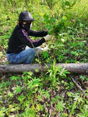 采山菜挖生姜視頻下載（采山菜挖生姜視頻下載）