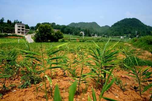 安徽生姜種植基地（安徽生姜種植基地地址）-圖2