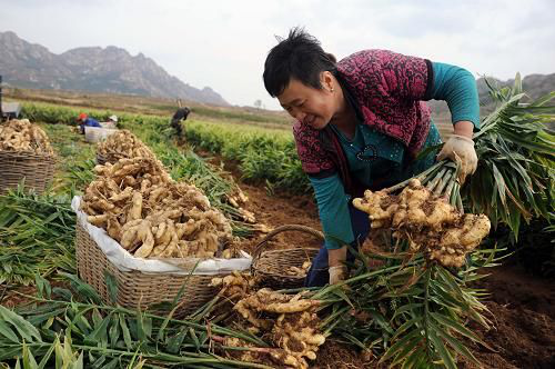 乳山生姜收購價格（乳山大姜收購多少錢一斤）