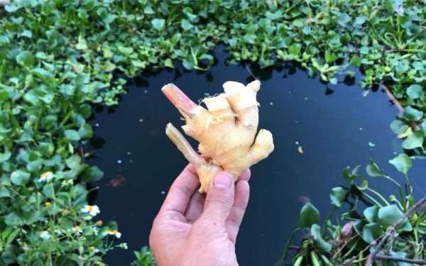 生姜餌料（生姜能釣魚餌嗎）