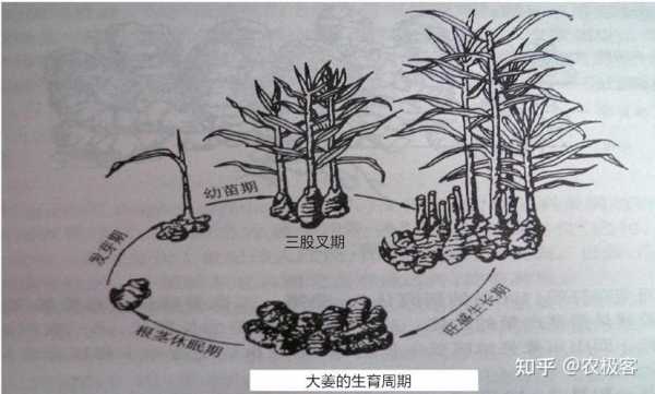 生姜成長(zhǎng)歷程（姜的生長(zhǎng)過(guò)程圖片圖畫(huà)）