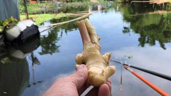 泰國生姜釣魚視頻教程（生姜釣魚是真是假）