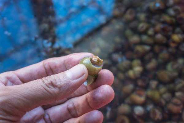 青苔加生姜（青苔加生姜敷腰能治療腰脫嗎?）-圖2