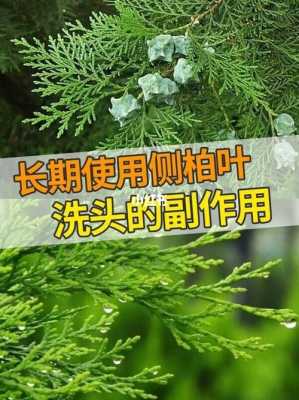 生姜側(cè)柏葉熬水洗頭的作用（生姜側(cè)柏葉洗頭的功效）-圖3