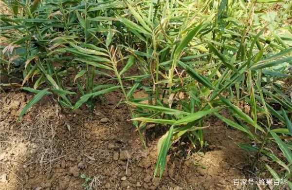 生姜種植防病（生姜種植方案）