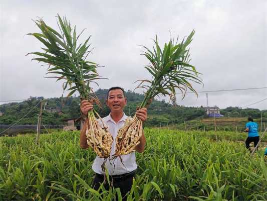 瀘州生姜種苗技術(shù)（四川生姜種植基地價格）-圖3