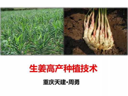 種植生姜ppt（種植生姜不挖可以嗎）