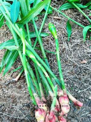 桂花和生姜種植（桂花和生姜種植區(qū)別）-圖2