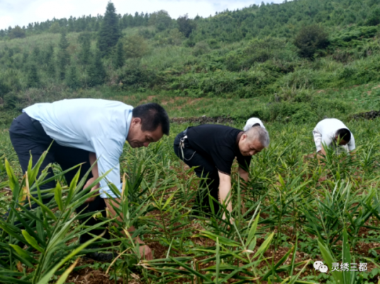 周口能不能種植生姜呢（周口適合種植什么）-圖3