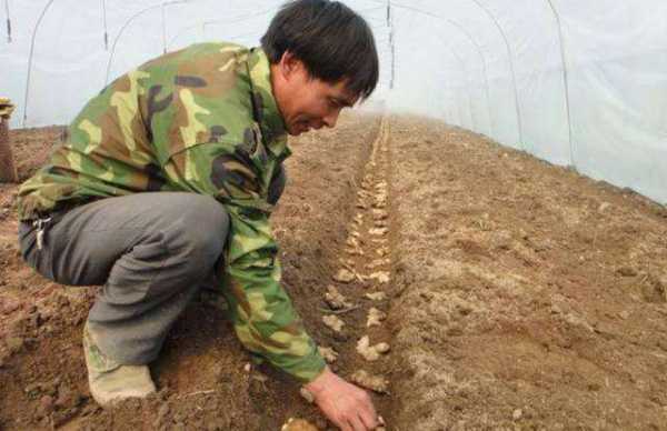 生姜種植育苗（生姜育苗栽培技術(shù)）-圖3