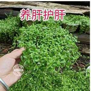 垂盆草生姜茶（垂盆草煮水）-圖3