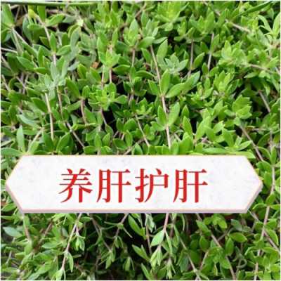 垂盆草生姜茶（垂盆草煮水）-圖2