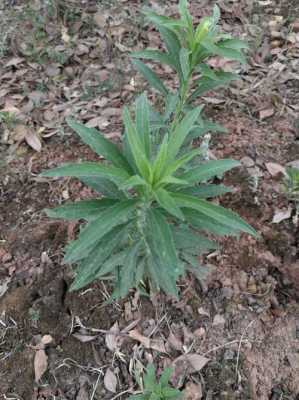 飛蓬草生姜水（飛蓬草可以當(dāng)野菜吃嗎?）