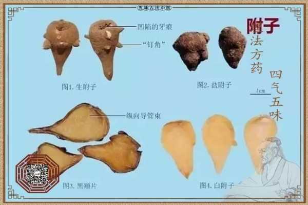 附子煎煮加生姜（附子配伍生姜的古今妙用）-圖2