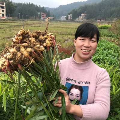 野生生姜種植用什么肥料好（野生姜種植技術）-圖2