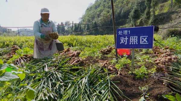 野生生姜種植用什么肥料好（野生姜種植技術(shù)）