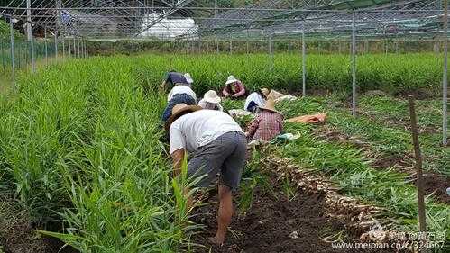 種生姜公司（生姜種植基地）-圖1