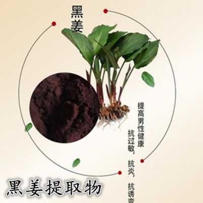 黑生姜植物（黑生姜提取物的功效）-圖1