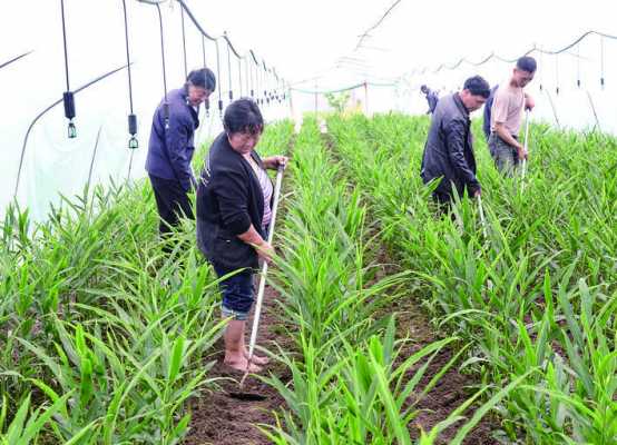 生姜種植要不要大棚施肥的簡單介紹-圖3